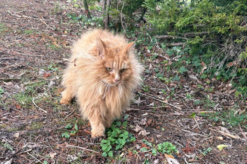 Wesley the cat disappeared from his home four years ago!