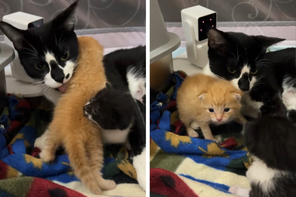 Mama cat handed abandoned kitten – her reaction moves TikTok to tears