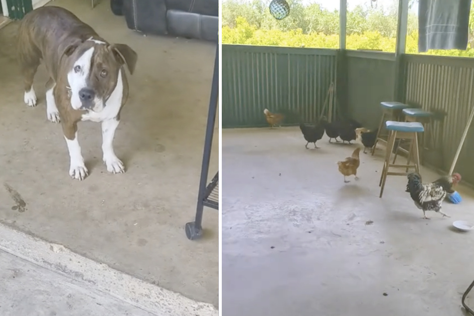 Kora the dog spontaneously decided that it was time she got her very own pet... or rather, a whole flock of them!