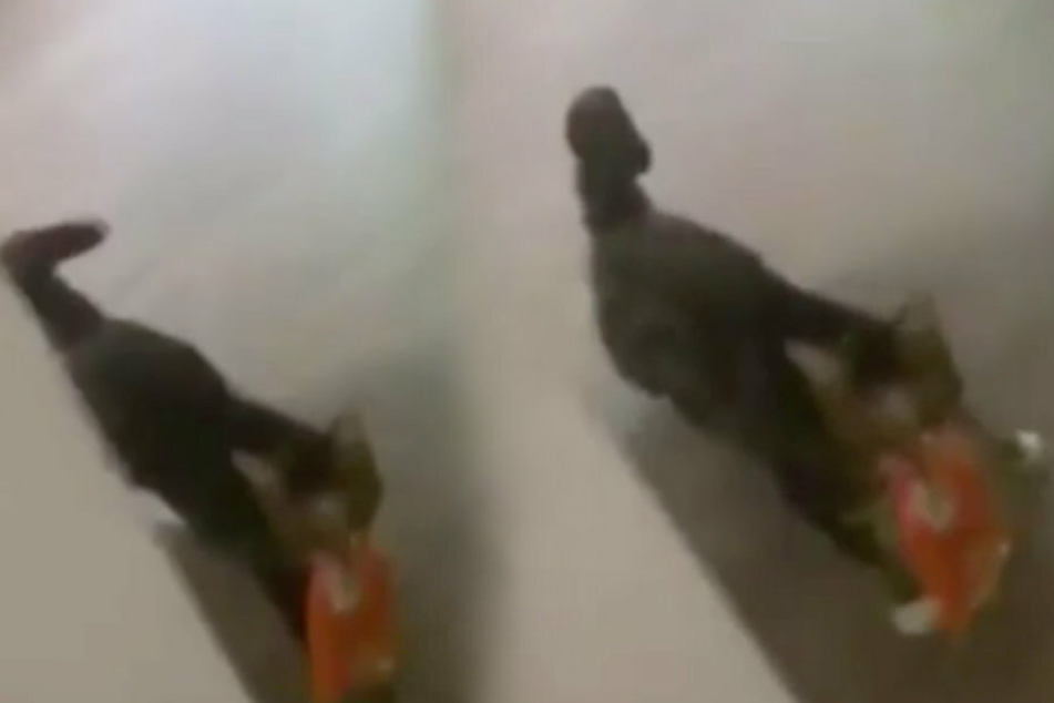 Caught red-pawed: owner catches cat burglar in the act