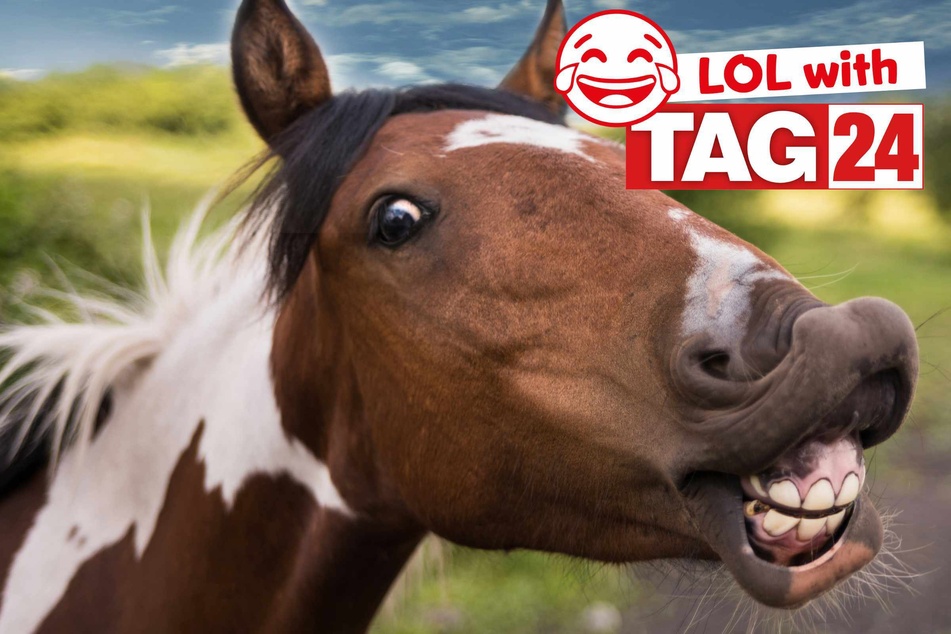 Joke of the Day for May 22, 2026: One that's horsing around!
