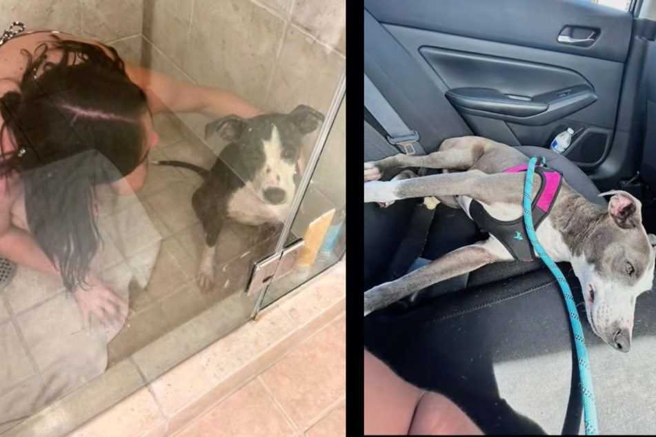 The rescue dog was given a long shower, and later went to the vet by car.