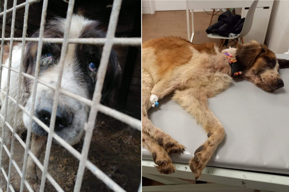 Almost 70 dogs rescued from horrible conditions in a puppy mill