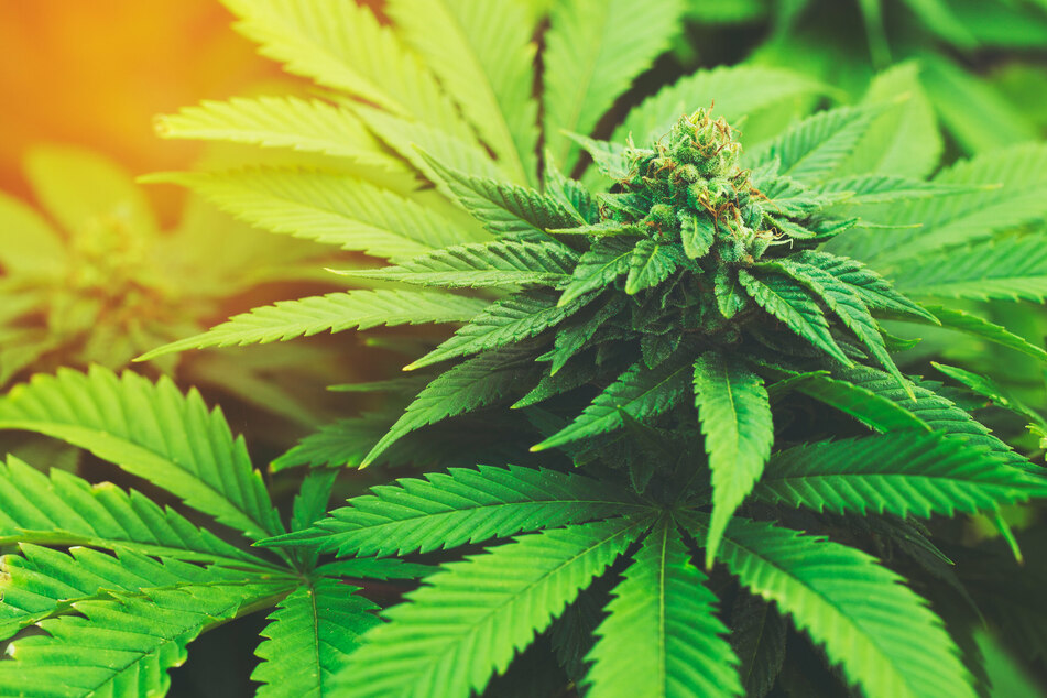 The vast majority of Americans support the legalization of marijuana in some form (stock image).