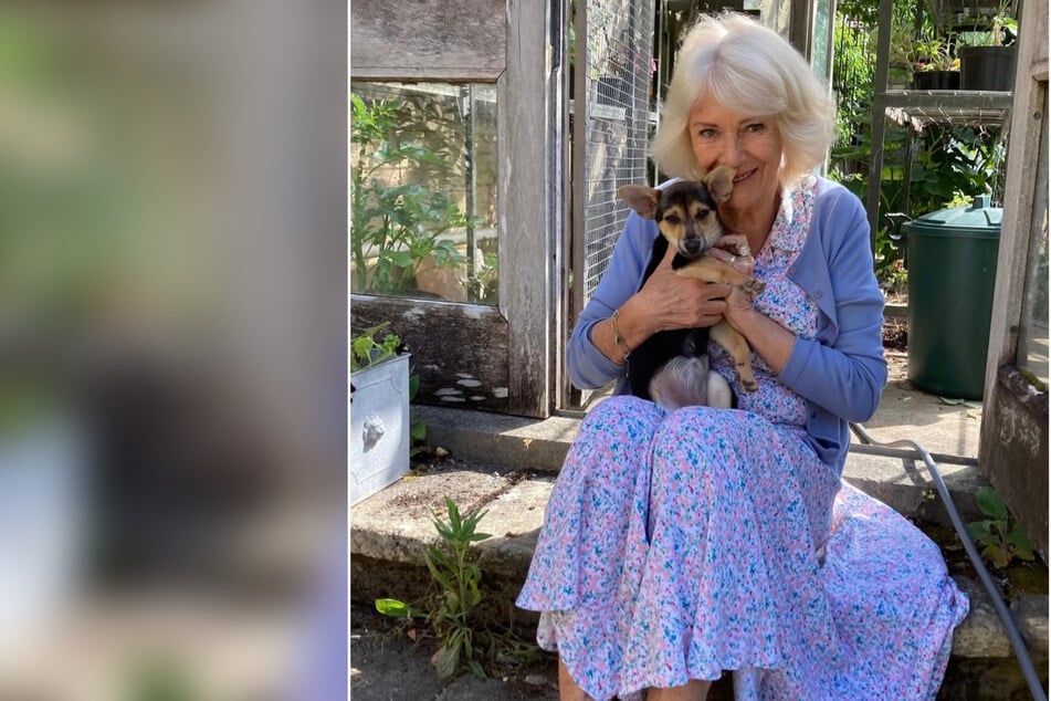 Queen Camilla reveals royal family's newest furry friend!