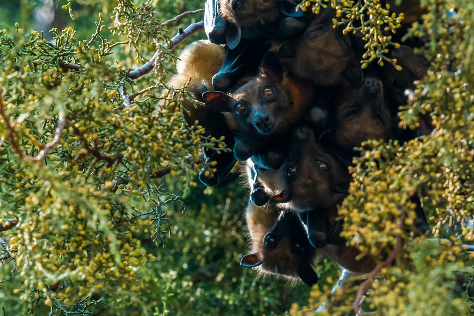 Fungus-fueled bat crisis linked to the death of 1300 children in the US