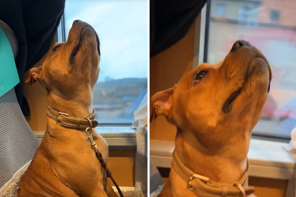Dog is flabbergasted when she sees this unexpected sight!