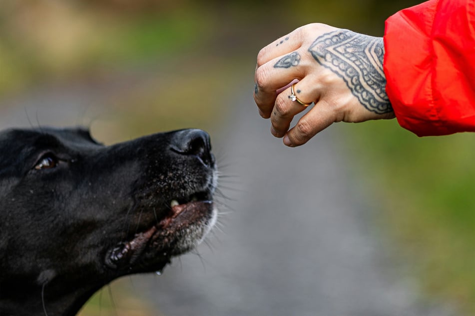 Woman gets dog's ashes inked onto her face in touching tattoo tribute