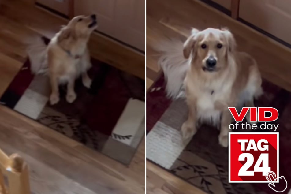 Today's Viral Video of the Day features an impressively talented pup named Cooper who gets hilariously caught howling for his owner!