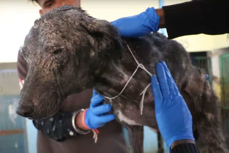 Lady the dog was in very bad shape when she was first rescued.