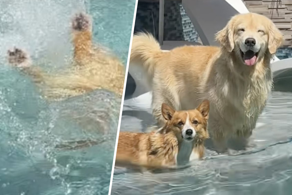 Golden retriever dog goes swimming with Corgi sister – what happens next is hilarious!