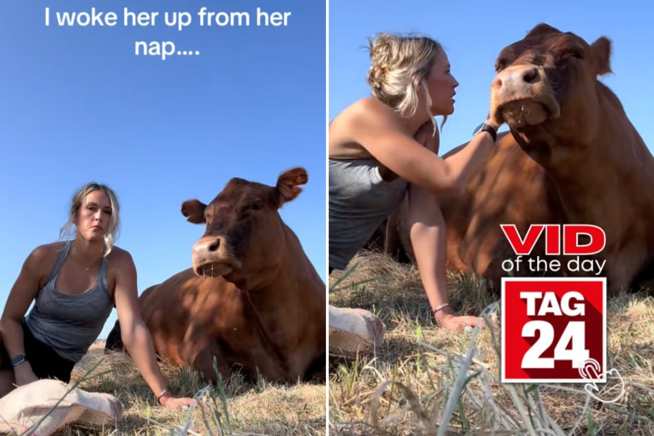 Viral Video of the Day for June 5, 2025: Sleepy cow has funny reaction after being woken up mid-nap!