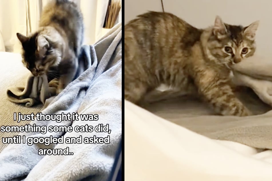 Cat owner touched by emotional reason behind feline's behavior