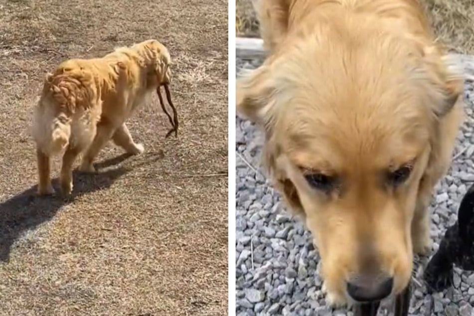 Golden retriever shows off his snake-hunting abilities in adorable TikTok