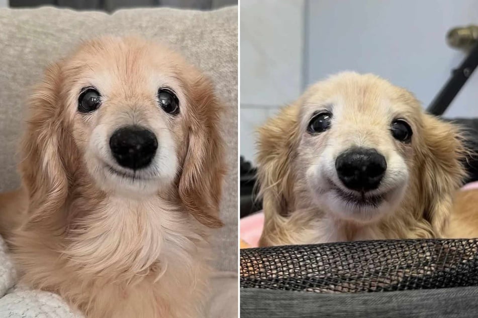 Dog enchants the internet with her irresistibly viral smile: "I MIGHT ACTUALLY EXPLODE FROM CUTENESS"