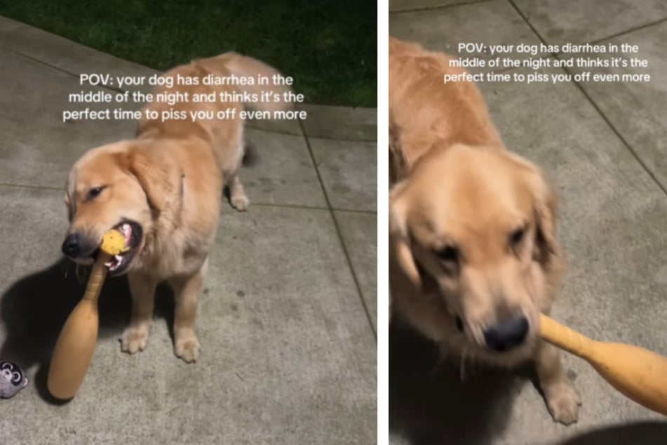 Golden retriever wakes up owner in the middle of the night – and she can't believe what's in his mouth!