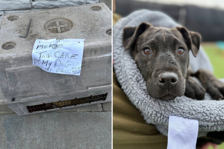 Dog rescuer finds heartfelt note with abandoned puppy: what it says touches her deeply