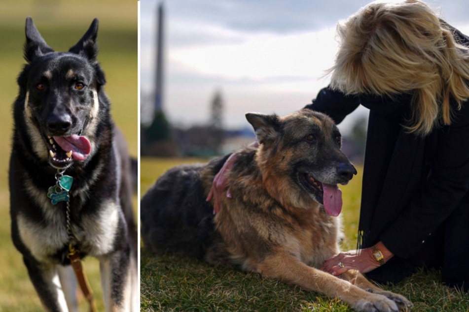 Biden's presidential pooches are making themselves at home in the White House