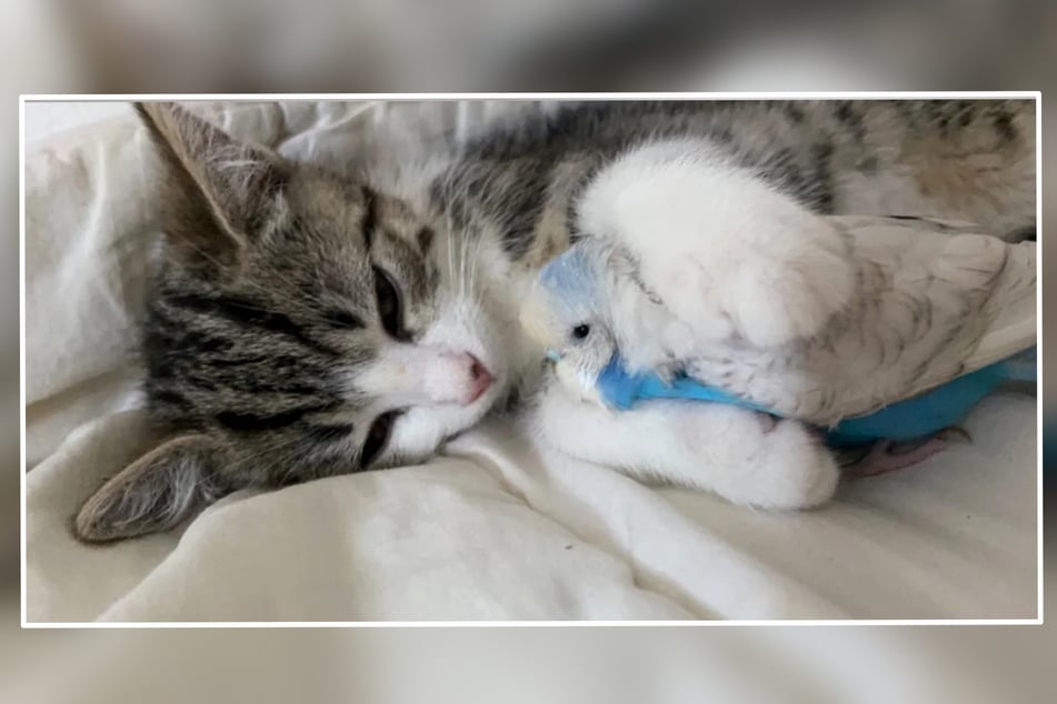 Cat causes a stir online with unusual sleeping buddy: "It’s an actual bird!"