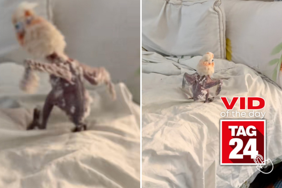 Viral Video of the Day for September 5, 2023: Rescue chicken's joyful dance melts hearts on TikTok