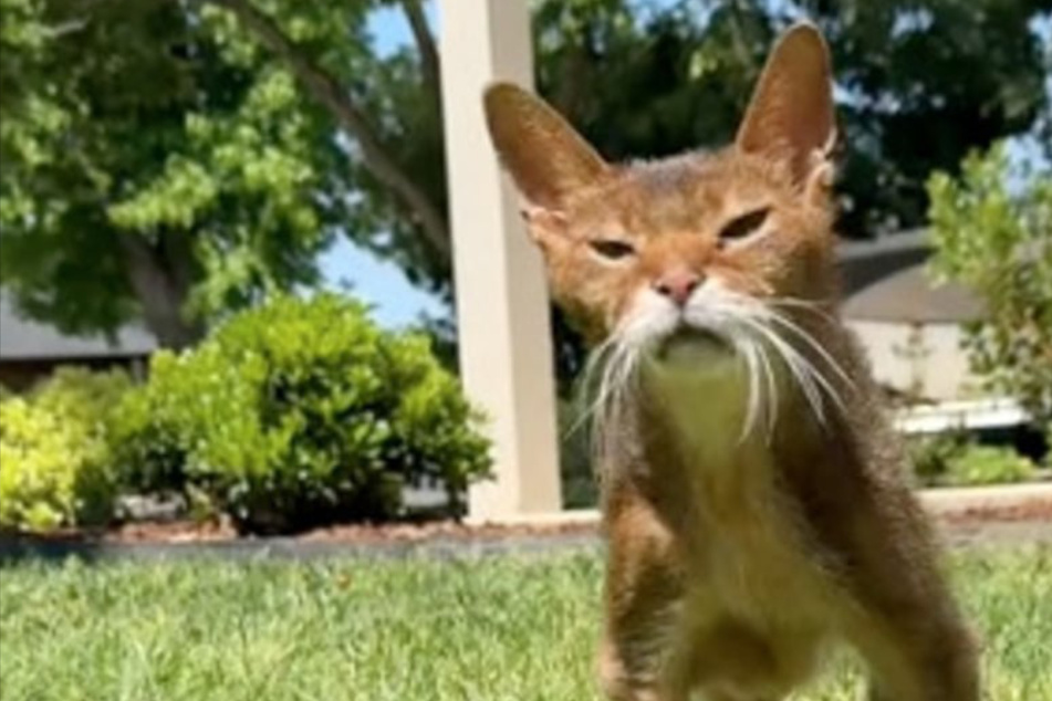 Cute cat video takes a startling turn when viewers catch the caption!