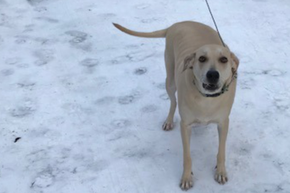 Maine dog re-enacts plot of Lassie in heroic rescue operation!
