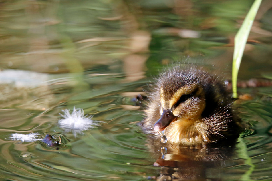 New report reveals the incredible number of birds saved by the Clean Air Act since 1970