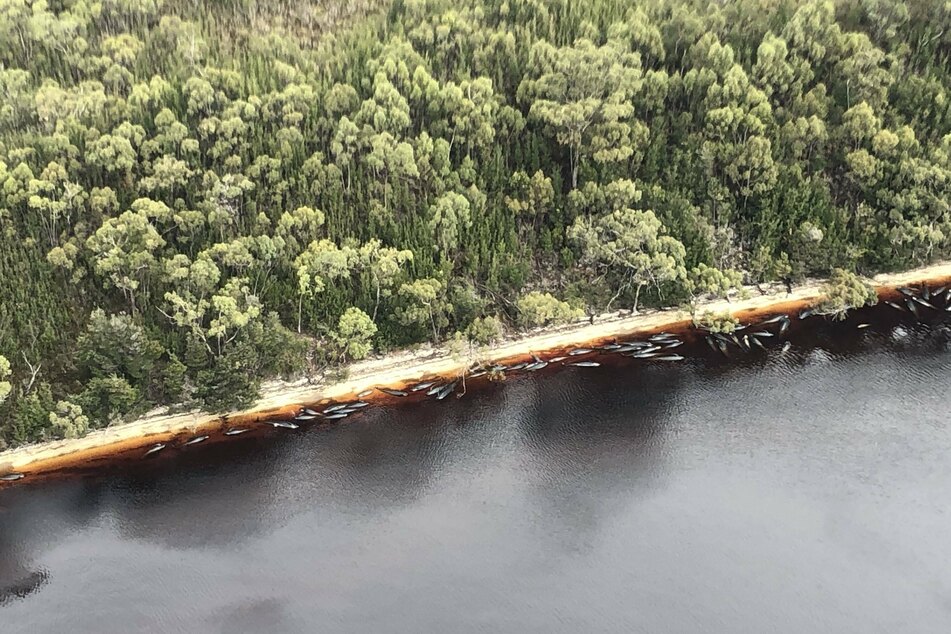 Rescuers are trying to save more whales after mass beaching in Tasmania
