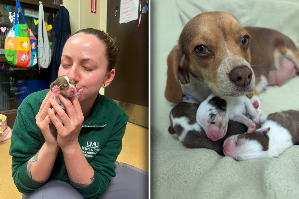 This is what Winnie the dog's three puppies look like.