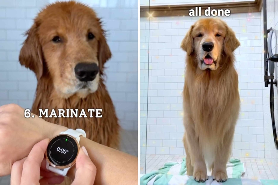 Insta users were floored by Tucker the dog's calmness throughout the elaborate process!