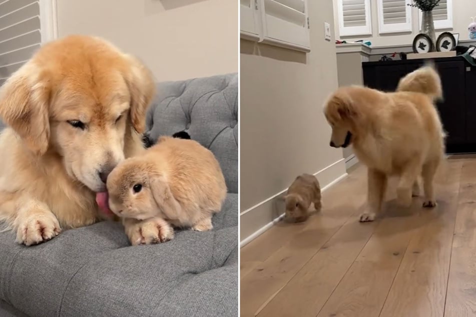 Fortunately, the well-meaning dog turned out to be a real rabbit whisperer in the end.