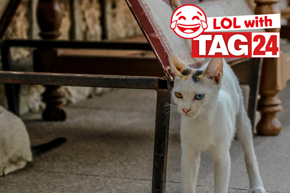 Joke of the Day for April 20, 2024: Get your funny on for Caturday