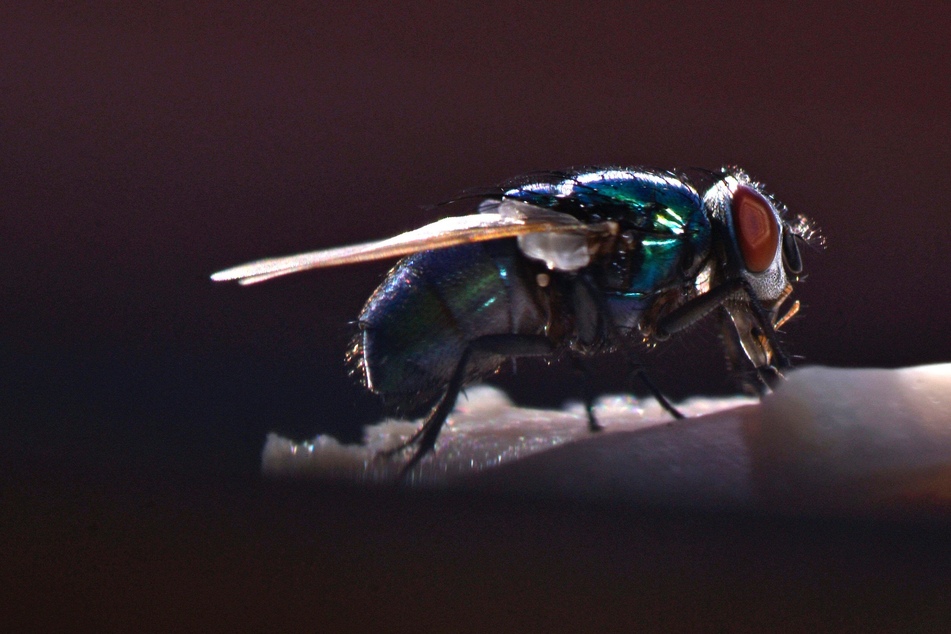 Man blows up part of house in explosive fly chase