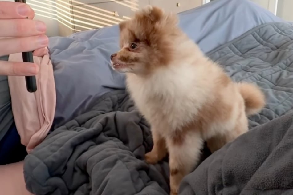 This is what Fritz the dog looked like before his little grooming mishap...