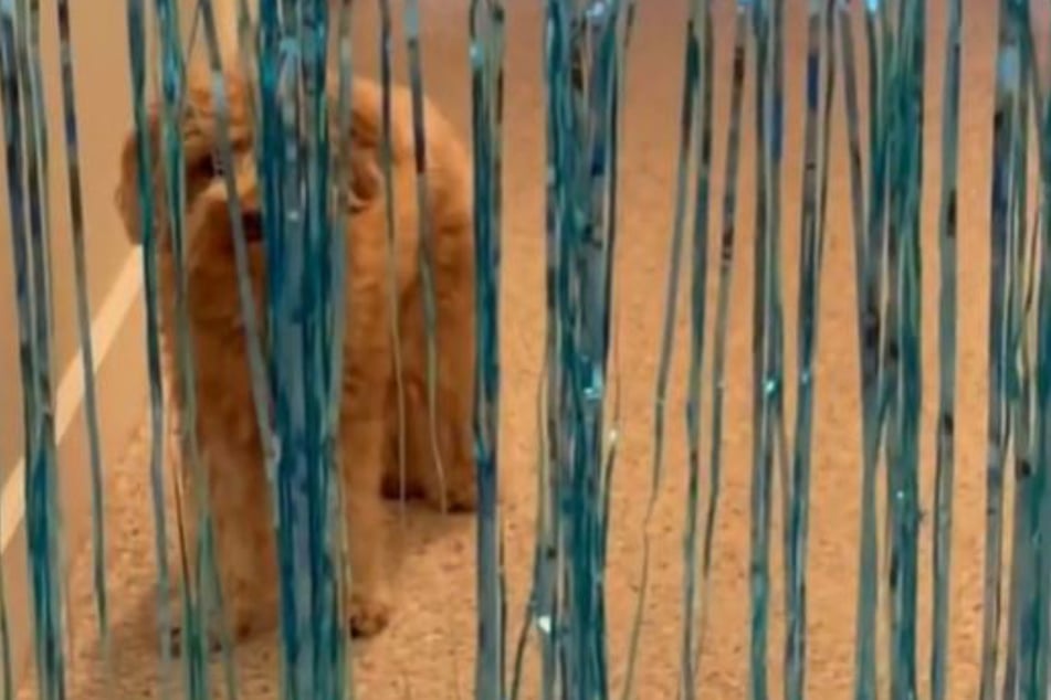 "Scaredy-cat" or dog? Winston appeared to be frozen behind the barrier.