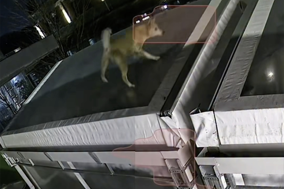 Rieger, a one-year-old dog, was left completely helpless on the roof of a distillery in Kansas City.