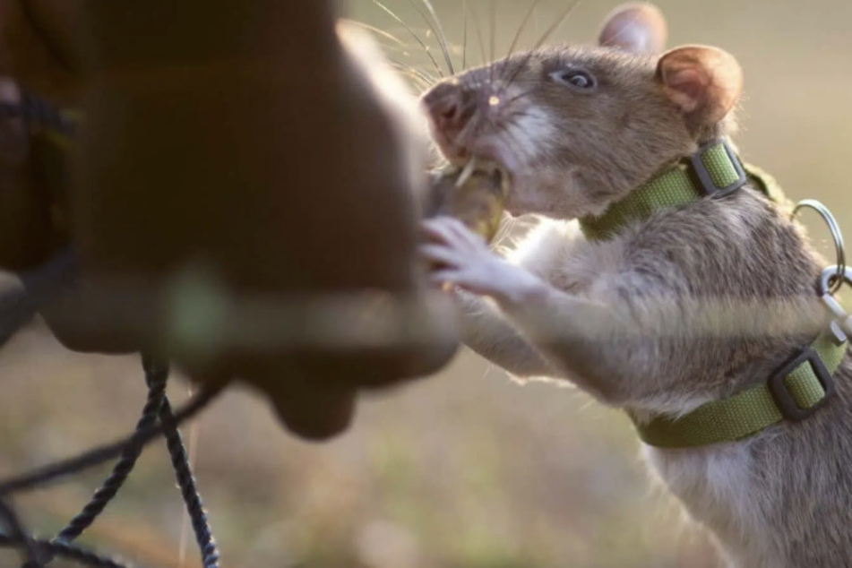 Hero rat breaks world record for sniffing out unexploded mines and bombs in Cambodia!