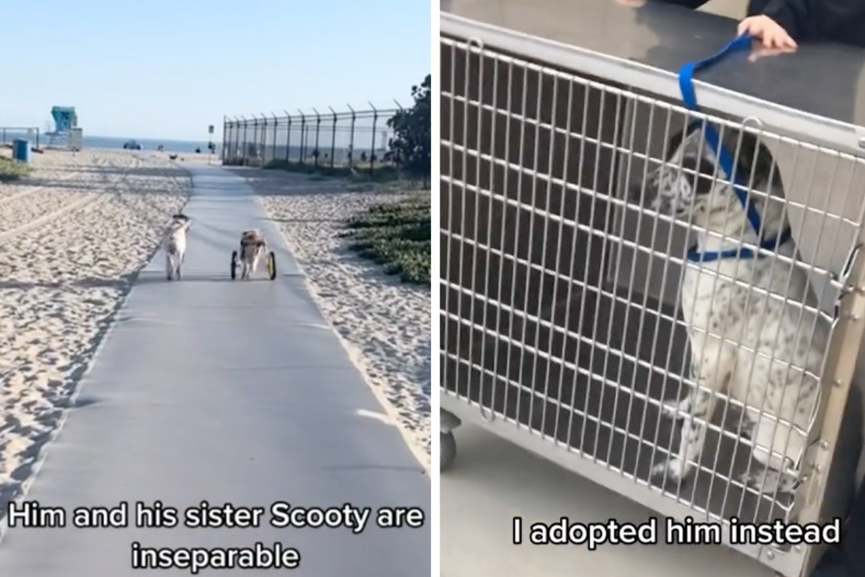 Dog who was seconds from being euthanized becomes besties with paralyzed puppy pal