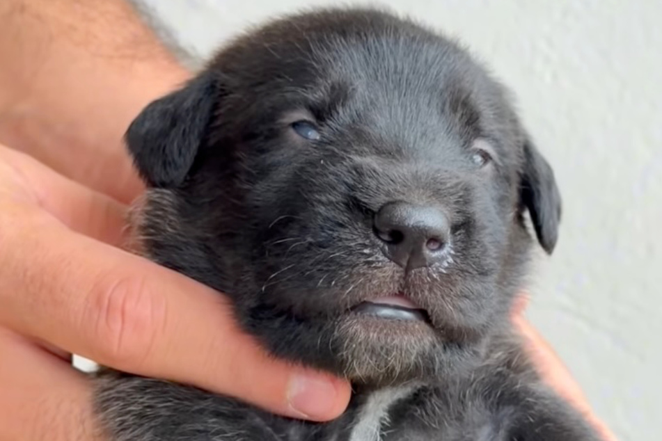 This is what Athena the dog looked like at 15 days old.