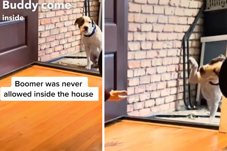 Little Boomer stands in front of the door – he's terrified of going inside.
