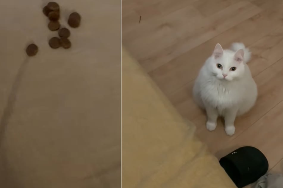 Cats have a reputation for being selfish, but this kitty is proof that they really do care about their loved ones... well, at least in their own special way.