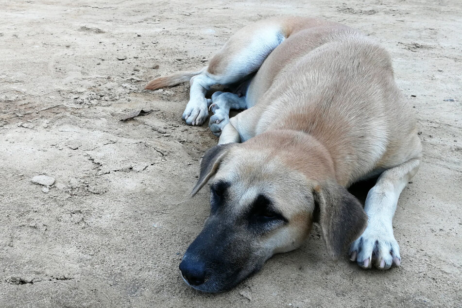 After his friend's funeral, the dog curled up in a quiet corner and mourned (stock image)