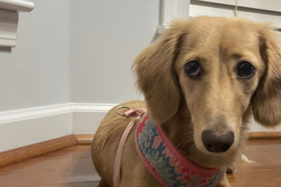 Dog's face swells up to alarming proportions after mystery medical emergency