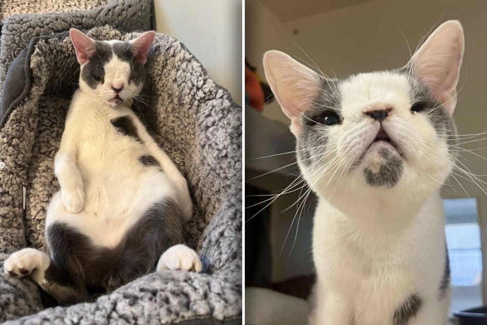 This sweet cat deserves a good life just like everyone else.