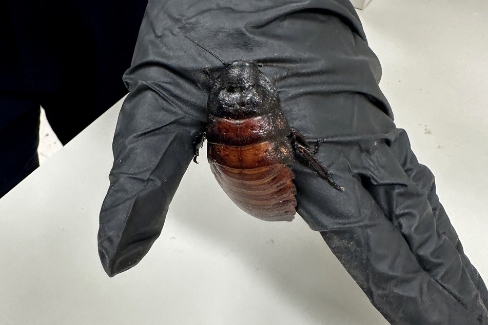 Over 100,000 cockroaches confiscated in Australian bug-breeder bust