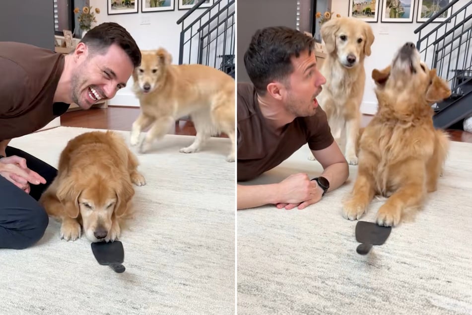 Dog owner tries to teach golden retriever complicated trick – he can't believe when she pulls it off!