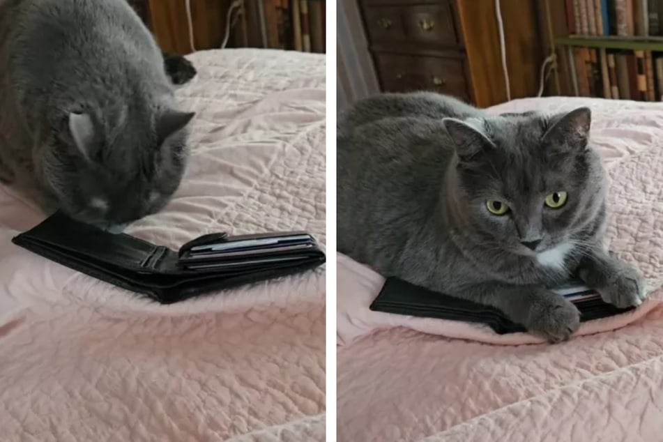Did the kitten remember her owner at that moment?
