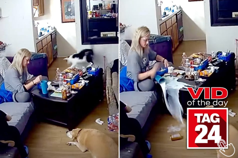 This lady's cats caused absolute chaos in her living room - but her dog swooped in as the clean-up crew!