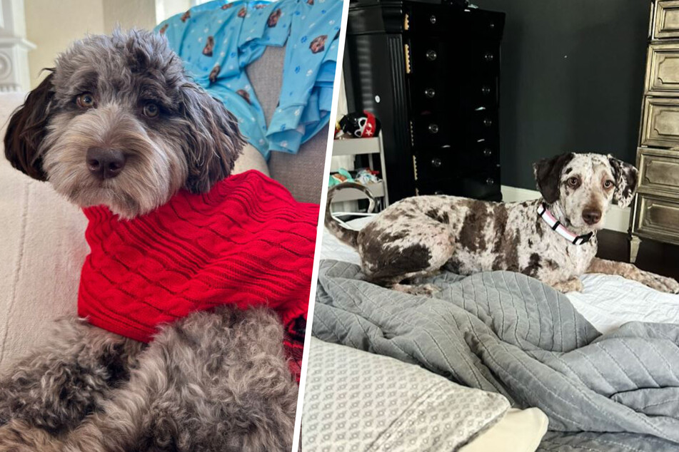 Birdie's haircut was quite drastic, so it makes sense that she could be mistaken for a new dog!