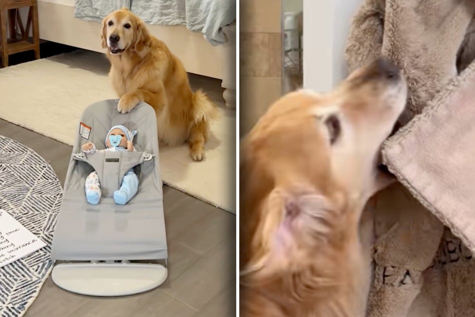 Golden retriever Ellie (l.) is already getting ready to rock the new baby!